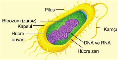 prokaryot hücre yapısına sahip canlılar